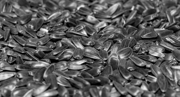 Foto de close up textura de sementes de girassol preto, fundo — Fotografia de Stock