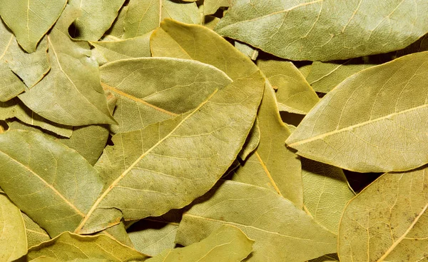 Foto de close-up textura verde da folha de louro, fundo — Fotografia de Stock