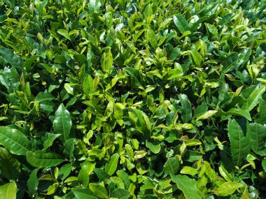 Tokyo, Japonya-Haziran 3,2018: Çay alanında Shizuoka, yeşil çay bulunan meşhur mekanlar.