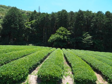 Tokyo, Japonya-Haziran 3,2018: Çay alanında Shizuoka, yeşil çay bulunan meşhur mekanlar.