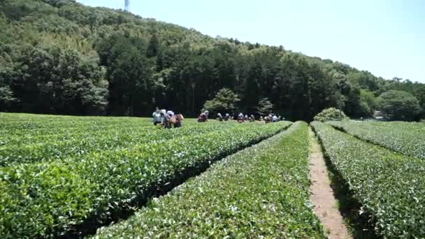 日本东京 32018 夫人采摘茶 穿着传统服装 在静冈县的茶地里采摘茶叶 著名的绿茶之地 — 图库视频影像