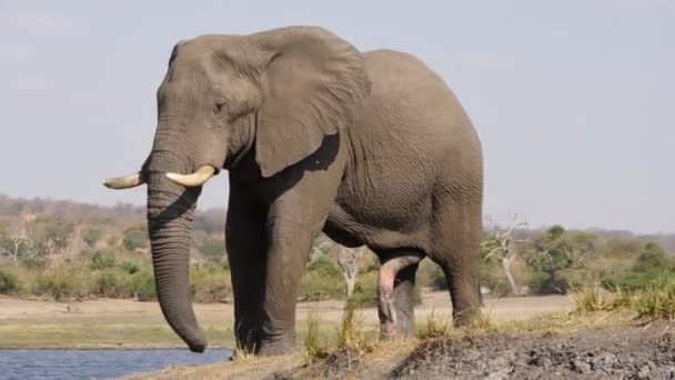 Chobe National Park Botswana Augustus 2016 Wild Rammy Afrikaanse Olifant — Stockvideo