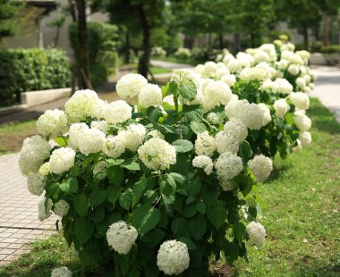 Tokyo, Japonya-Haziran 9, 2018: Ortanca arborescens Annabelle veya kar Hills