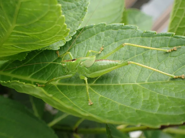 Tokyo Japonya Haziran 2018 Ortanca Macrophylla Blaumeise Çekirge Yakınçekim — Stok fotoğraf