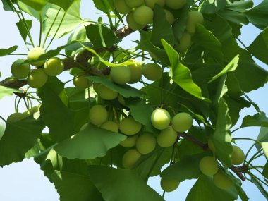 Tokyo,Japonya-17 Haziran 2018: Ginkgo fındık büyük oldu, ama yine de yeşil ve olgunlaşmamış.