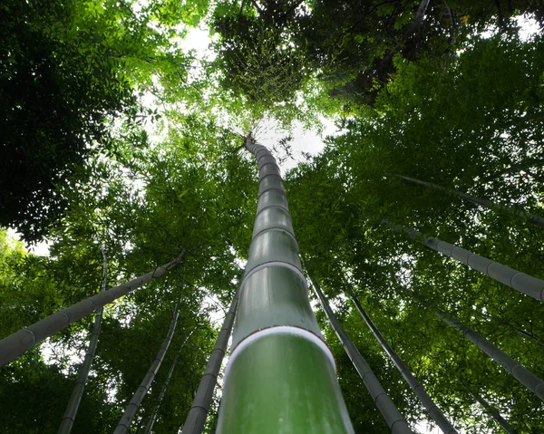 Tokio Japón Junio 2018 Bosque Bambú Verano —  Fotos de Stock
