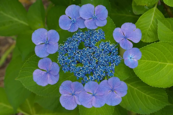 Tokyo, Japonya-21 Haziran 2018: ortanca. Sabah yağmur sonra doğada güzellik.
