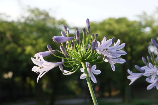 Tokyo,Japan-June 22, 2018: Agapanthus or African lily, summer-flowering perennial plant in the morning sun.