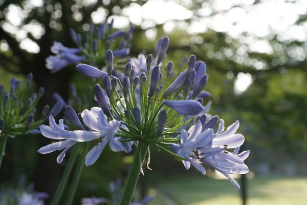 Tokyo,Japan-June 22, 2018: Agapanthus or African lily, summer-flowering perennial plant in the morning sun.