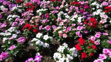 Tokyo, Japonya-Haziran 29, 2018: Flowerbed beyaz çiçek (Petunya) bir arka plan olarak.