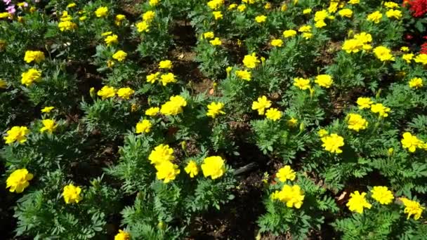 Tokio Japón Junio 2018 Lecho Flores Amarillas Caléndula Como Fondo — Vídeos de Stock