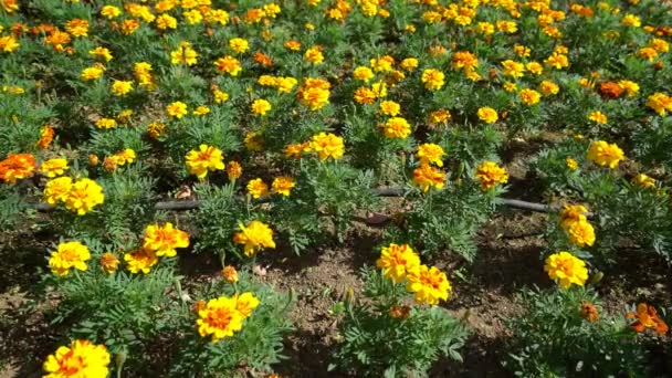 Tokyo Japan June 2018 Flowerbed Yellow Flowers Marigold Background — Stock Video