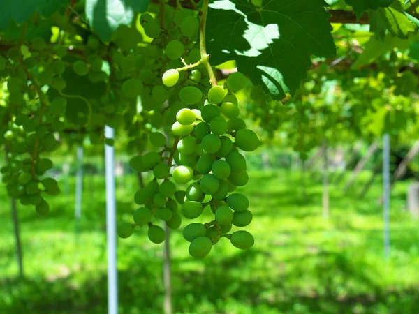 Yamanashi Japán Június 2018 Szőlő Szőlő Rácsos Kora Nyáron Lóg — Stock Fotó