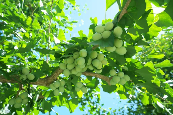 Tóquio Japão Junho 2018 Nozes Ginkgo Tornaram Maiores Mas Ainda — Fotografia de Stock