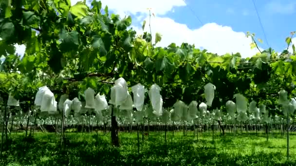 山梨県 2018 ブドウは夏の初めブドウ トレリスからぶら下がっています — ストック動画