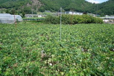 Yamanashi, Japan-Haziran 30, 2018: Üzüm üzüm kafes erken yaz aylarında asılı