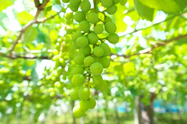 Yamanashi Japan June 2018 Grapes Hanging Grape Trellis Early Summer — Stock Photo, Image