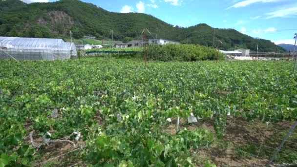 Yamanashi Japonsko Červen 2018 Hrozny Visí Hroznů Keři Brzy Létě — Stock video