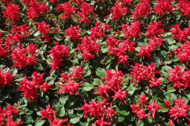 Tokyo, Japonya-Temmuz 2, 2018: Flowerbed arka plan olarak parlak kırmızı çiçek (Salvia çiçeği).