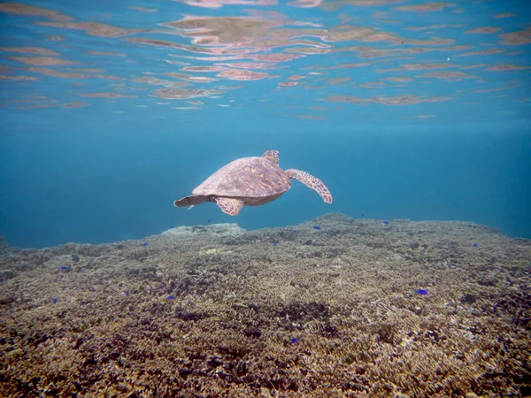 Okinawa,Japan-July 5, 2018: Sea Turtle swimming near Miyako island, Okinawa, Japan