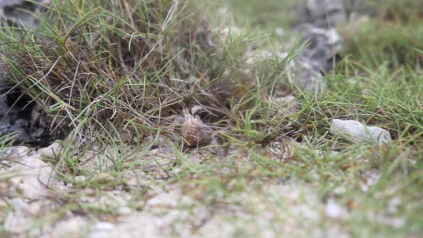 Okinawa Giappone Luglio 2018 Granchio Eremita Sulla Riva Dell Isola — Video Stock