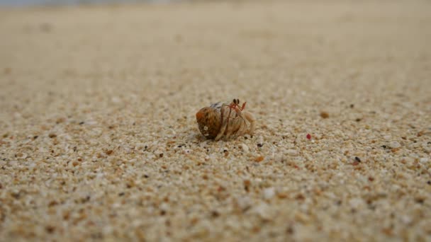 2018年7月7日 在日本冲绳岛的海滨 寄居蟹 — 图库视频影像