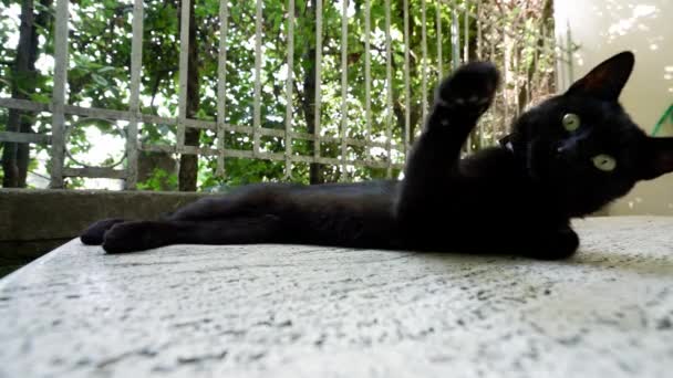 Assisi Italy July 2018 Black Cat Laying Stone Basilica Santa — Stock Video