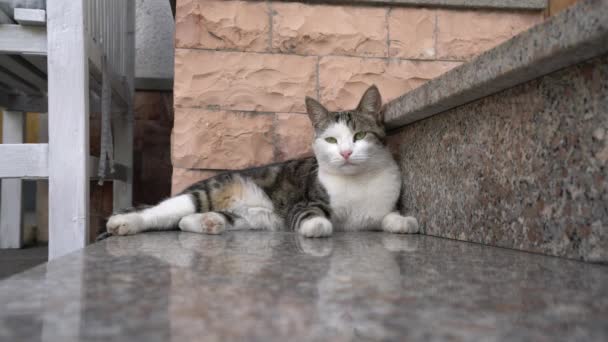 Assisi Italien Juli 2018 Eine Katze Auf Einem Stein Liegend — Stockvideo