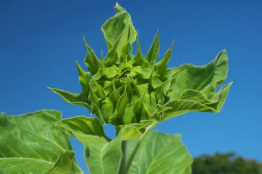 Tokyo, Japonya-Ağustos 13, 2018: Yeşil ayçiçeği çiçeklenme mavi gökyüzüne karşı önce