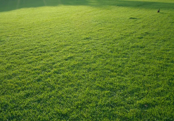 2018 朝の芝生の上の孤独なアヒル — ストック写真