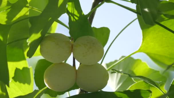 Tokyo Giappone Agosto 2018 Noci Ginkgo Sono Diventate Giallo Chiaro — Video Stock