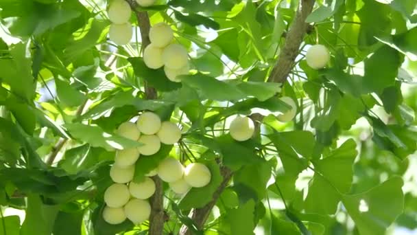 Tokio Japón Agosto 2018 Las Nueces Ginkgo Han Vuelto Amarillas — Vídeos de Stock