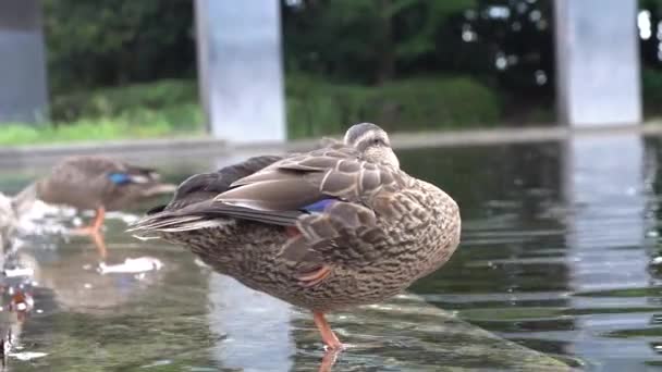 Pato Descansando Pie Sobre Una Pierna Como Flamenco — Vídeos de Stock