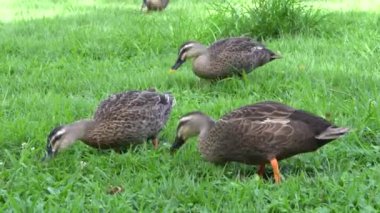 Ağustosböcekleri, Tokyo uğultu ile bir parkta çim yeme ördekler