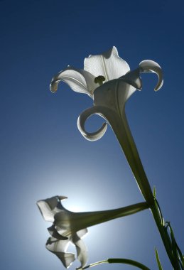 Tokyo, Japonya-Ağustos 22, 2018: Formosa lily veya Tayvan lily