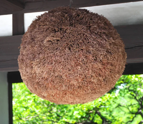 Tokyo Japan August 2018 Sugidama Ball Made Sprigs Japanese Cedar — Stock Photo, Image