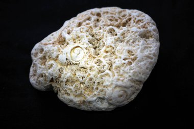 Tokyo, Japonya-Ağustos 30, 2018: Siyah arka plan üzerine küçük deniz kabuğu ile ölü acanthastrea