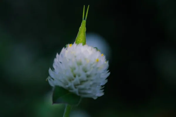 2018 黒い背景に白い花にバッタ — ストック写真