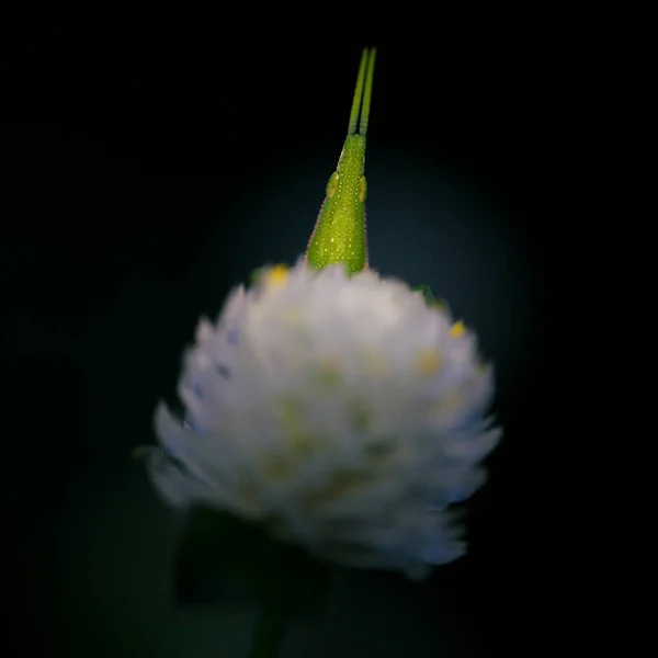 2018 黒い背景に白い花にバッタ — ストック写真