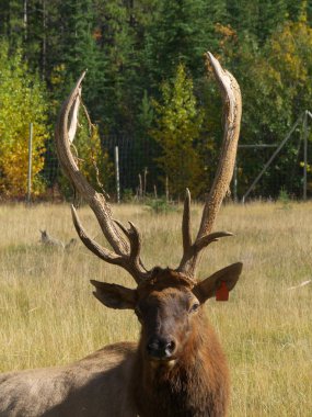 Whitehorse, Kanada-Eylül 10, 2018: katır geyiği, Yukon yaban hayatı koruma