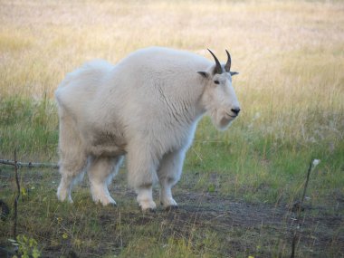 Whitehorse, Kanada-Eylül 10, 2018: dağ keçisi, Yukon yaban hayatı koruma