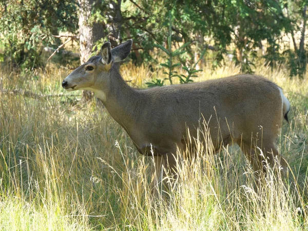 Whitehorse Canadá Septiembre 2018 Mule Deer Yukon Wildlife Preserve —  Fotos de Stock