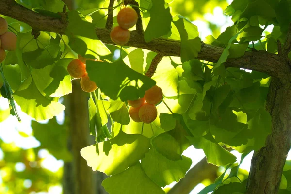 Tóquio Japão Outubro 2018 Árvore Ginkgo Madura Com Nozes Ginkgo — Fotografia de Stock