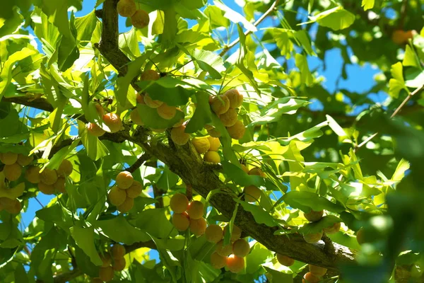 Tóquio Japão Outubro 2018 Árvore Ginkgo Madura Com Nozes Ginkgo — Fotografia de Stock