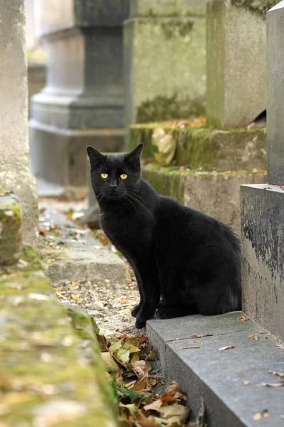 Paris França Outubro 2018 Gatos Negros Cemitério Montmartre Paris França — Fotografia de Stock