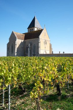 Chablis, Fransa-Ekim 16, 2018: bağ Güz, Chablis, Bourgogne, Fransa