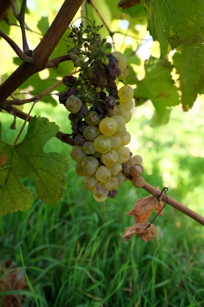 Chablis Francja Październik 2018 Winnica Chablis Burgundia Francja Jesienią — Zdjęcie stockowe