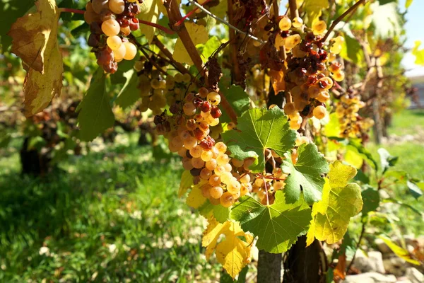 Chablis Francja Październik 2018 Winnica Chablis Burgundia Francja Jesienią — Zdjęcie stockowe