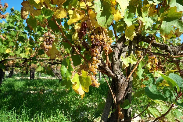 Chablis Francia Octubre 2018 Viñedo Chablis Bourgogne Francia Otoño — Foto de Stock