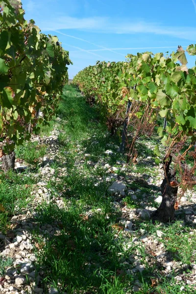 Chablis France Octobre 2018 Porte Bourgogne Village Chablis Bourgogne Célèbre — Photo